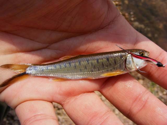 Rainbow trout หรือเปล่าเนี่ย  ลายสวยเชียว

 :grin: