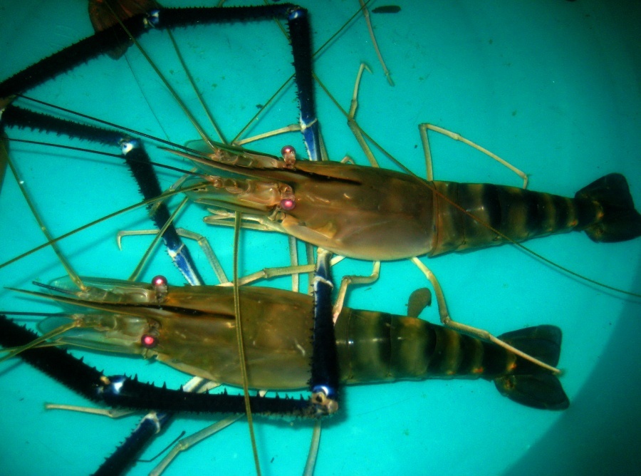 +-+............ต้มยำกุ้ง..........+-+