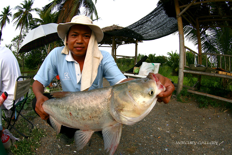 ปลาน้าหนุ่ยครับ ซ่งใหญ่ประมาณ 4 โลอีกตัว  :cheer: