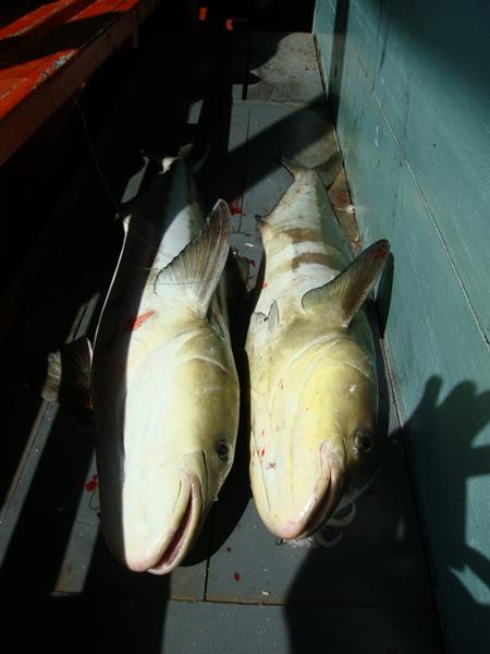 เชื่อก็ต้องเชื่อ............จะหมดลมหายใจอยุ่แล้ว..จู่ๆผีก็ลุกออกจากหลุม เหมือนคนป่าได้ปืน...........