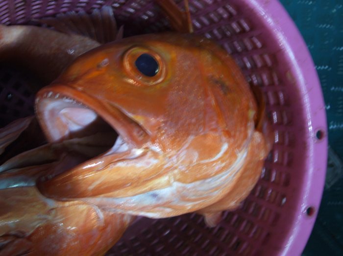มองตาผมทำไมครับ
 :laughing: :laughing: :laughing: