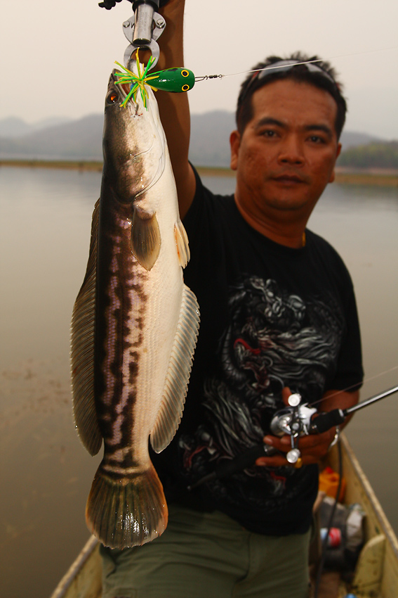 ปลาเด็กๆ :grin: