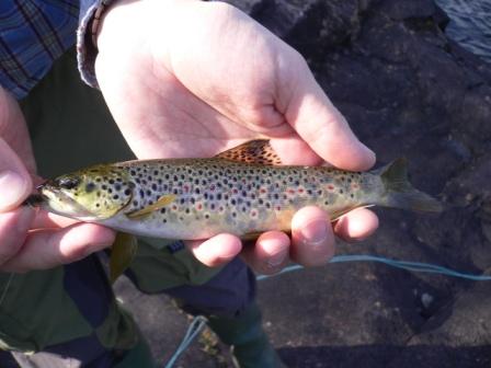 fly fishing in Sweden :grin: