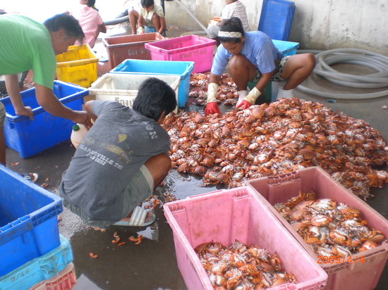 ปูจั๊กจั่นก็ขึ้นท่านี้อยู่เหมือนกัน กิโลละประมาณ 70บาทที่ท่าเรือ