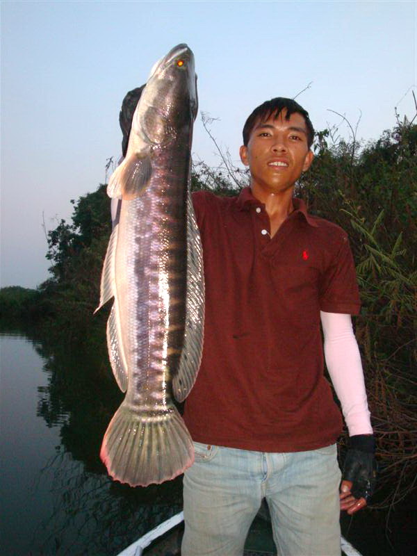 ชะโด๊... ชะโด
หวัดดีครับ น้า นายศุวิมล

[q]ตามลุ้นด้วยคนครับ ชอบจังเลยครับหมายลับ [/q]
หวัดดีครั