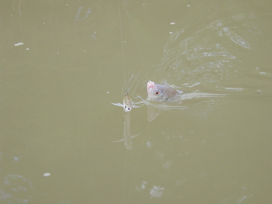 อ้าว...ภาพซ้ำอีกแระ...ขอโทษครับ... :grin: :grin: :grin: :grin: