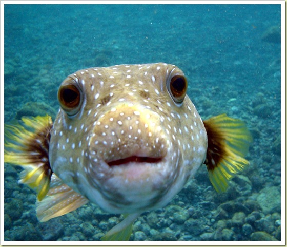  เริ่มกันที่อันดับ 10 Puffer Fish - ปลาปักเป้า[center]ปลาปักเปา คือสัตว์มีพิษ ที่มีคนนิยมบริโภคมาก โ