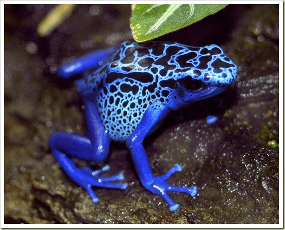อันดับที่ 9 Poison Dart Frog - กบลูกดอก
 [center]กบลูกดอกสีน้ำเงินนั้นเป็นสัตว์ที่อยู่ในป่าฝนในทวีป