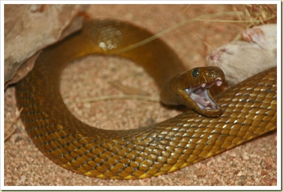 อันดับที่ 8 Inland Taipan - งูไทปันโพ้นทะเล
 [center]งูไทปันถูกพบได้มากในทวีปออสเตรเลีย เป็งูที่มีพ