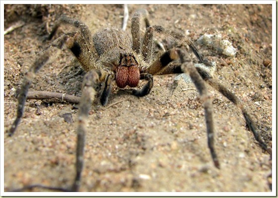 อันดับที่ 7 The Brazilian wandering spider -แมงมุมบราซิล [center]แมงมุมบราซิลหรือแมงมุมกล้วย ได้รับก