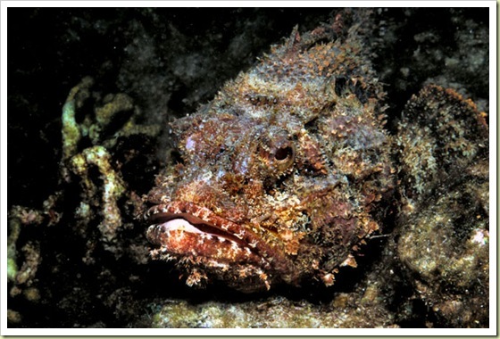 ต่อกันที่อันดับ 6 Stonefish - ปลาหิน [center]ถ้าแข่งกันในเรื่องของความสวยงามแล้ว ปลาหิน ท่าทางจะแพ้อ