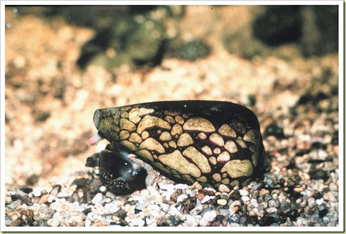 อันดับที่ 3 Marbled Cone Snail - หอยเต้าปูนลายหินอ่อน [center]หอยเต้าปูน ตัวเล็กๆ สีสันสวยงาม แต่!!!