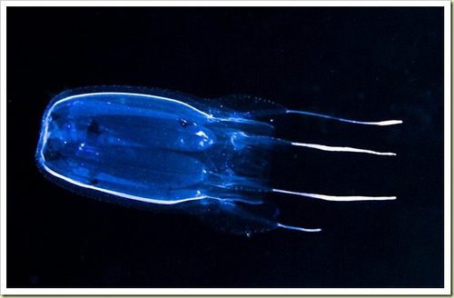  [b]อันดับ 1 ได้แก่ Box Jellyfish - แมงกระพรุนกล่อง[/b] :ohh: :ohh: :ohh: :ohh: :ohh:
 [center]และแ