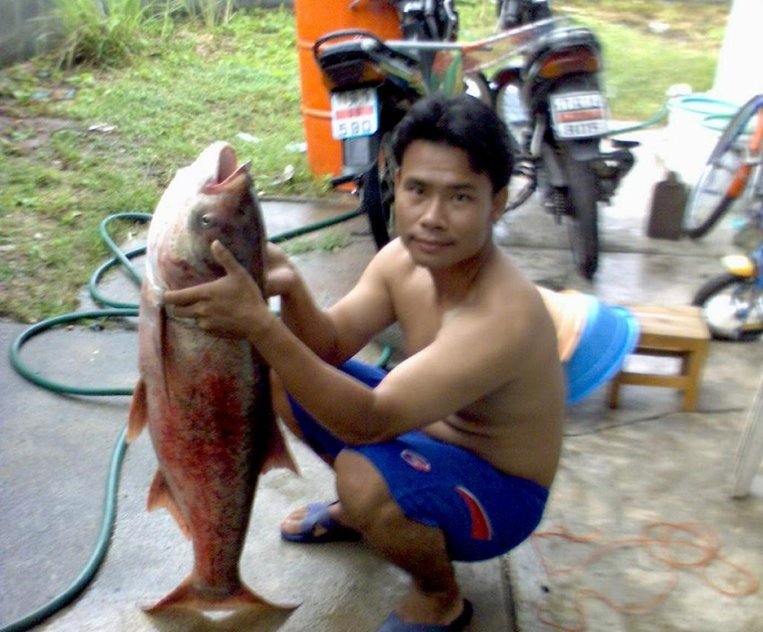 ลากันไปด้วยภาพนี้ครับ...24.7..กิโลครับ..ได้มาเมื่อ2ปีที่แล้ว...ส่วนเมื่อปีที่แล้วไม่ได้ออกตกปลาที่อ่