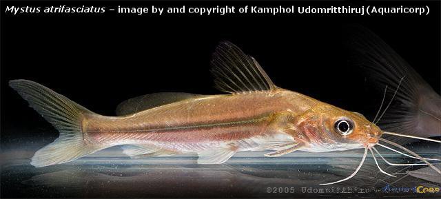 1) ปลาแก้มช้ำ - Current status: Puntius orphoides (Valenciennes 1842)

2) ปลาตะเพียน - Current sta