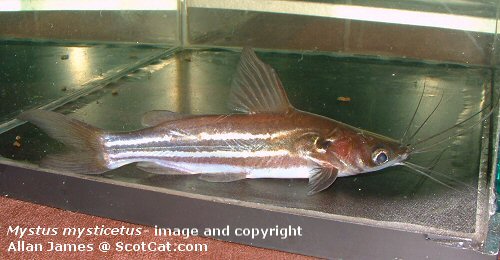    4.3) ปลาแขยงข้างลาย - Current status: Mystus mysticetus Roberts 1992 Bagridae. Distribution: Sout