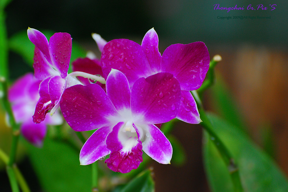 ตอนเช้าตื่นมา ไปปลุกคิด สงสัยเมื่อคืนหนัก :grin: :grin: