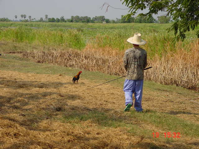 ไก่ชนหมายปิด
นานหลายปีดีดักแย้ว

 :laughing: :laughing: :laughing: :laughing: