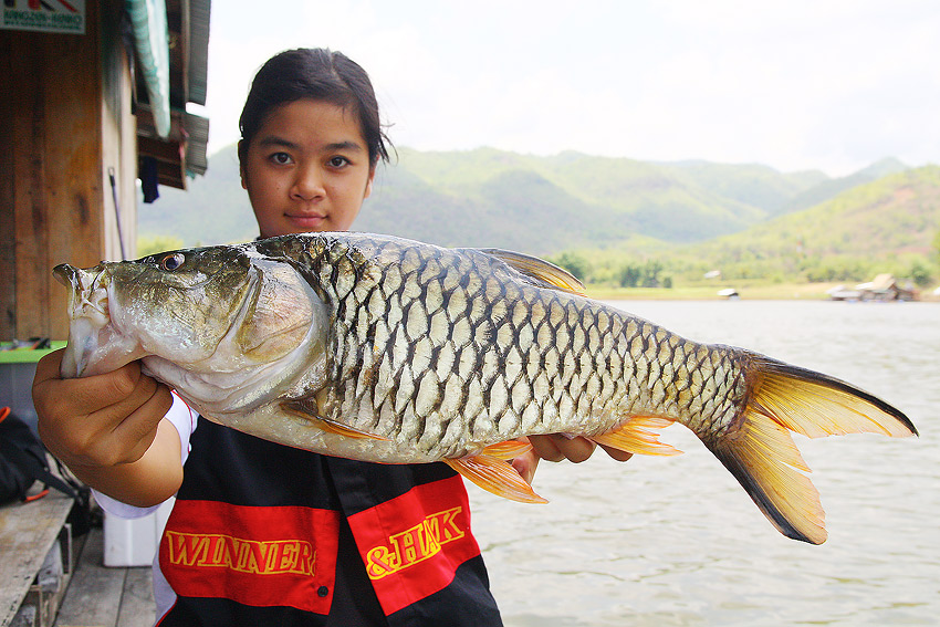 ช่วงกับมากินข้าวที่แพน้องเต๋ามีกระสูบใหญ่มาโชว์ :cheer: