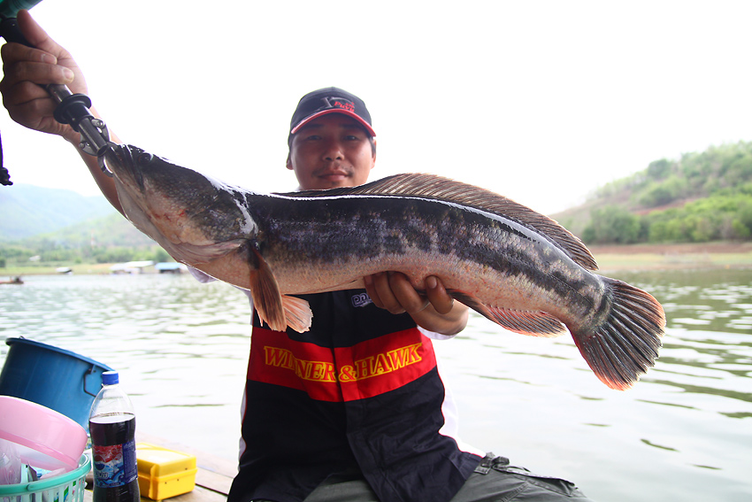 ตัวนี้ของน้าอ้วนยืมหน่อย :grin: :grin: