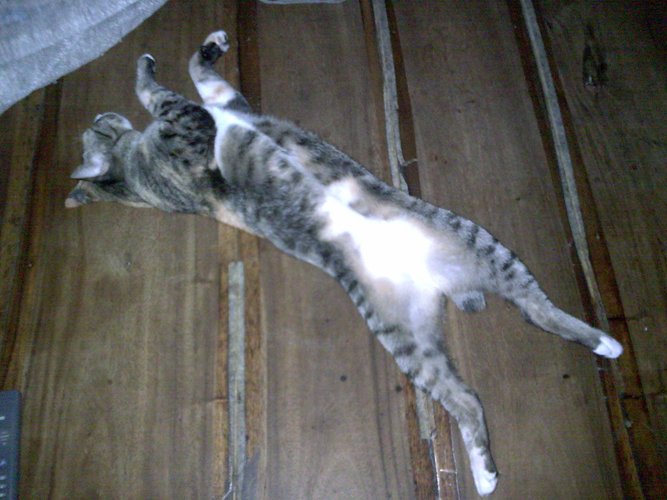 เมี้ยว วันนี้ขี้เกียจจับหนู ขอนอนก่อนล่ะกัน..... :sleeping: