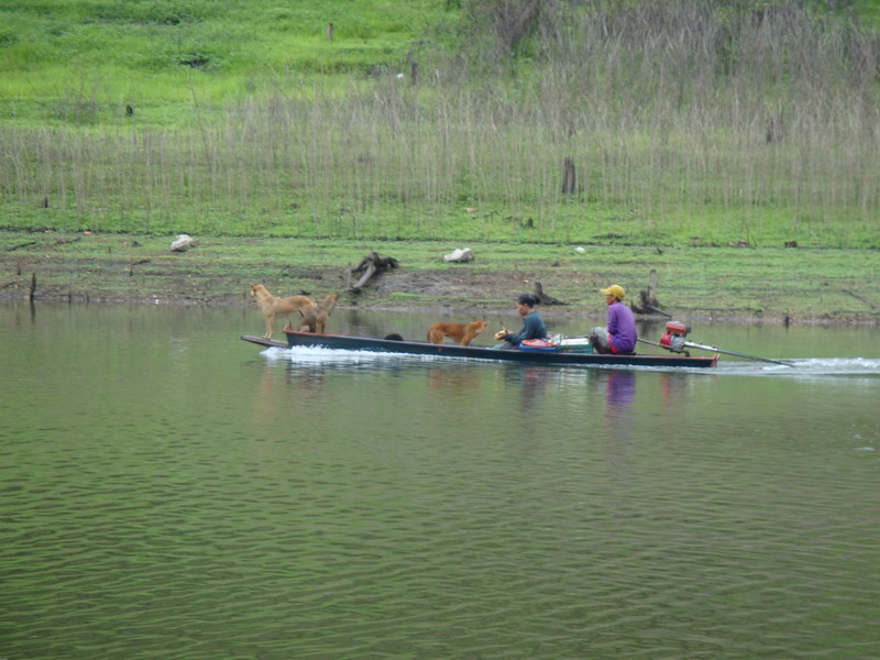 ที่นี่ เรือชาวบ้านเยอะครับ วิ่งเข้าออกตลอด เพราะมีทั้งหาของป่า ใส่ข่าย และวางเครื่องดักปลา  