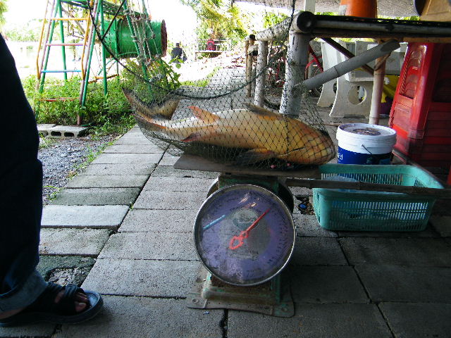 แต่ถ้าพลาดคนหล่นน้ำไป แล้วโดนเจ้านี้งับ ล่ะซวยแน่
ปลาที่นี่มีแต่ บิ้กๆครับ ดูเปคูในรูปครับ เกือบ 8 