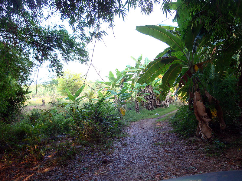  


[b]ทางเข้าบ้านลุงครับ  ผ่านสวนกล้วย  ต้นไผ่ตลอดทางเลย
ลุยป่าฝ่าดงชะโดโหด[/b] :grin: