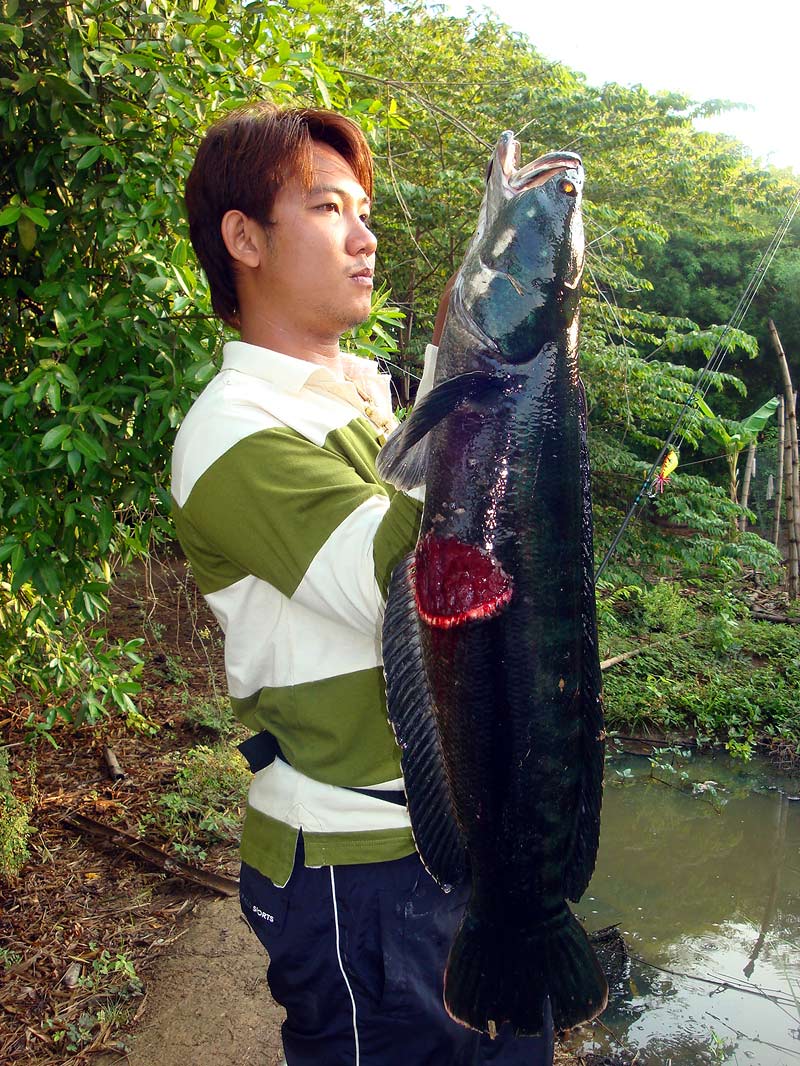 


 [b]ชะโดโหดเลือดสดๆ[/b] :grin: