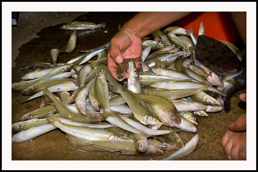        :smile:    ส่วนกองนี้กลางวัน :smile:

   :smile:   ครับ น้าปฏิยุทธ  อร่อยจริงๆครับ กุ้งสดๆ