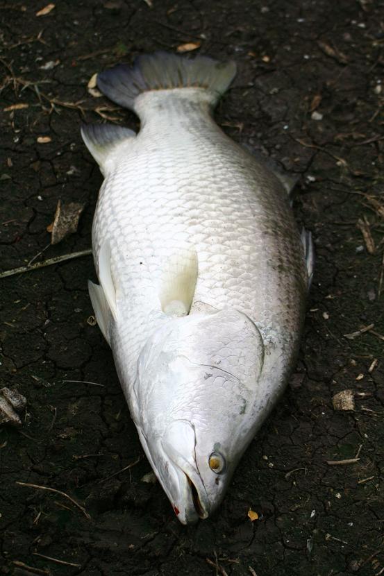  :love: :love: :love: :love: :love:

 [b]I  LOVE  BARAMUNDI[/b]

 :love: :love: :love: :love: :l