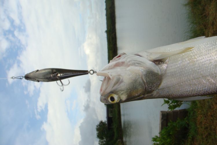 และก็อีกครับ เพนซิล shimano (ขออภัยครับ) กลับภาพไม่เป็น ลำบากหน่อยนะครับ  :grin: