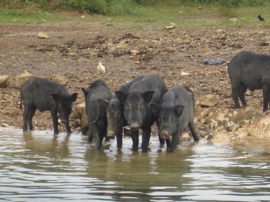 หมายนี้มีหมูป่าด้วย :grin: :grin: :grin: :grin: