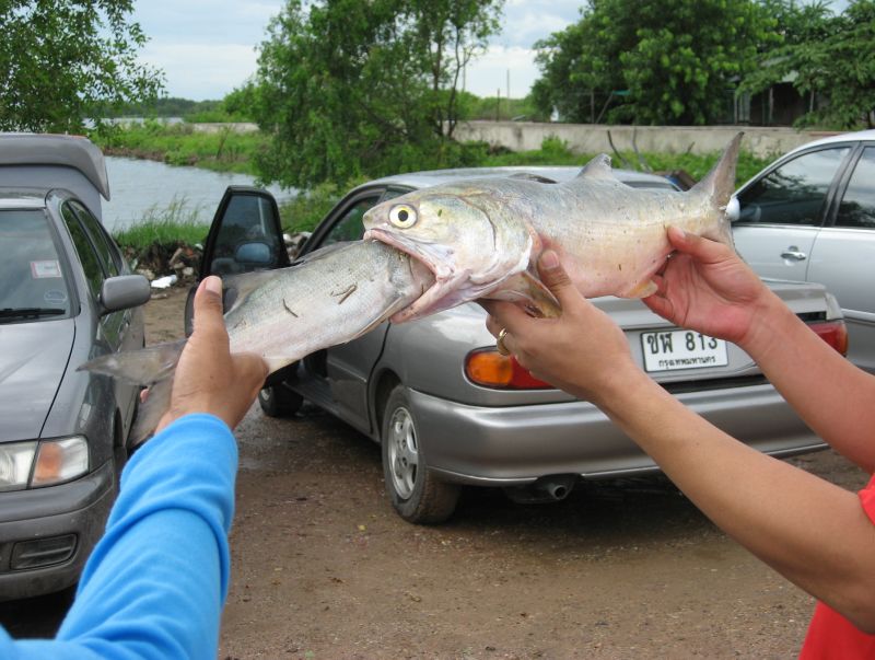  อุ้ย  สนุกกันใหญ่เลย :laughing: :laughing: :laughing: :laughing: :laughing: :laughing: