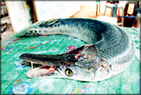 อันดับ 6:ปลาจระเข้

เรื่องมีอยู่ว่า...

วันที่ 27 กุมภาพันธ์ปีที่แล้ว ชาวปทุมธานีพบกับปลาประหลาด