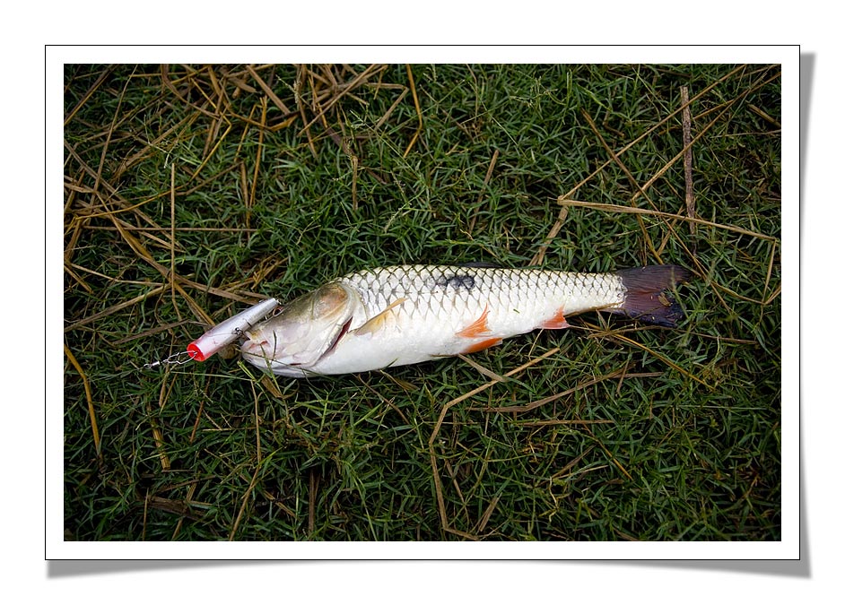 สวัสดีครับ "น้าKK FISHING "  :grin: :grin: :grin:
สวัสดีครับ "น้าdtor orchid "  :grin: :grin: :