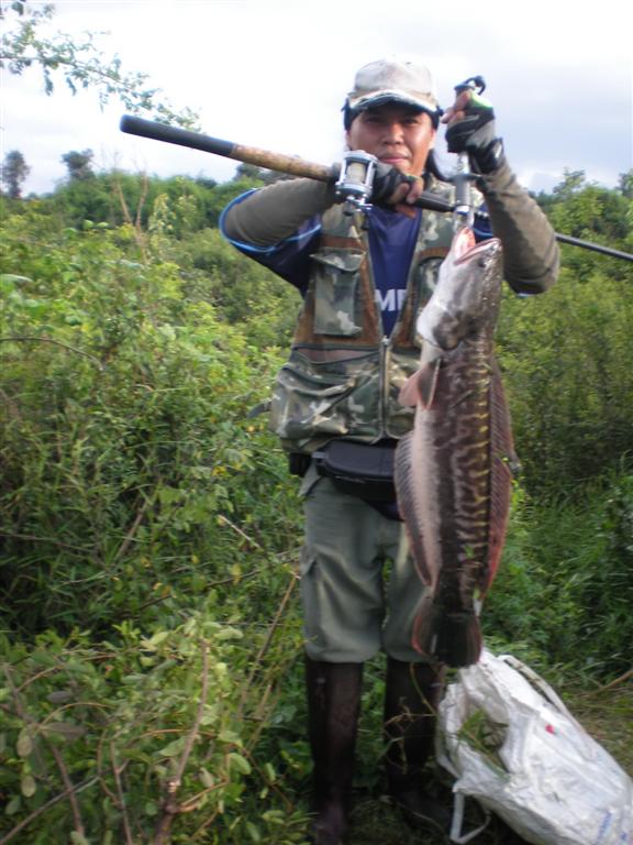 แจมกับเขาหน่อยกาบลุงแกเอามาแล้วขอร่วมหน่อย  5 Kg กาบ แบบเปียกปอนครับวันนี้ฝนตก