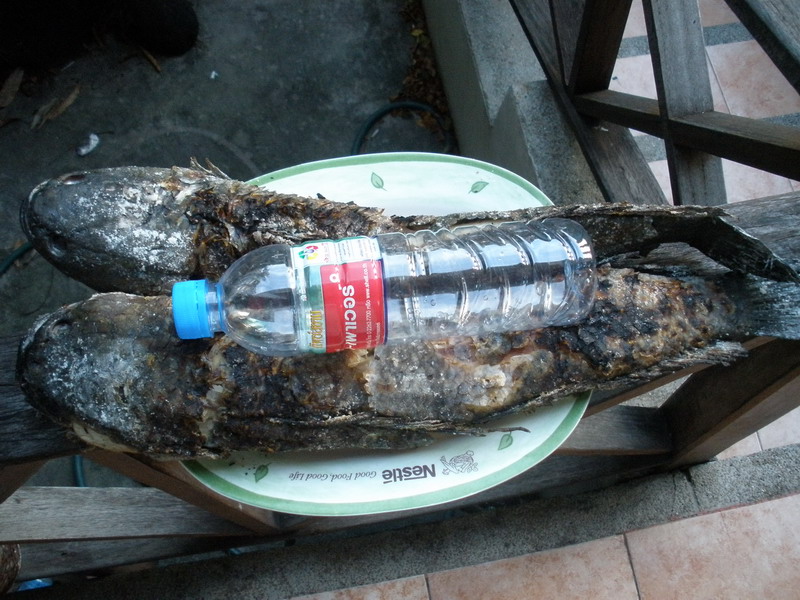  [q]กินหรือป่าวปลาช่อนเผา จะได้ไปรับ 