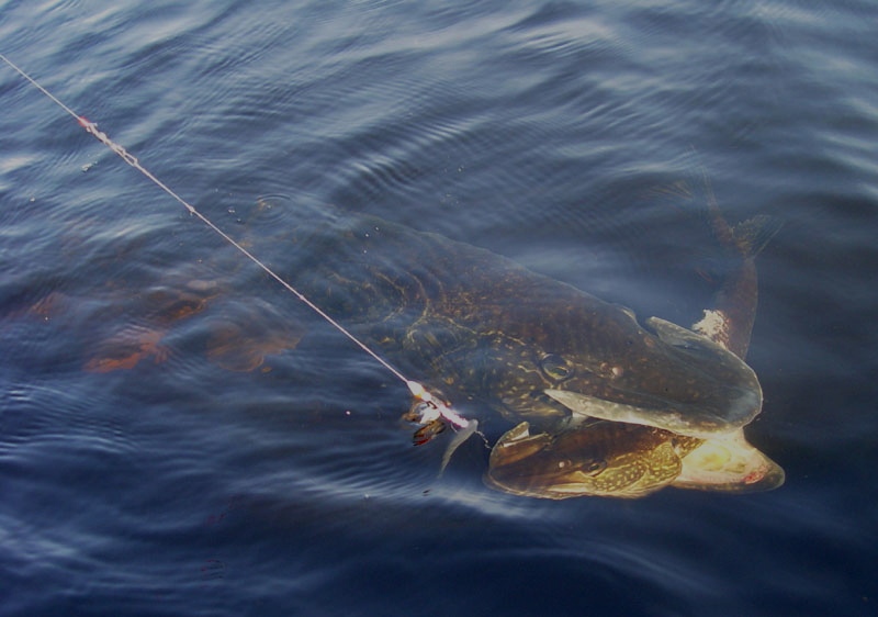 อาจจะเป็นได้ว่า Big Northern Pike. รอกบที่ใหญ่