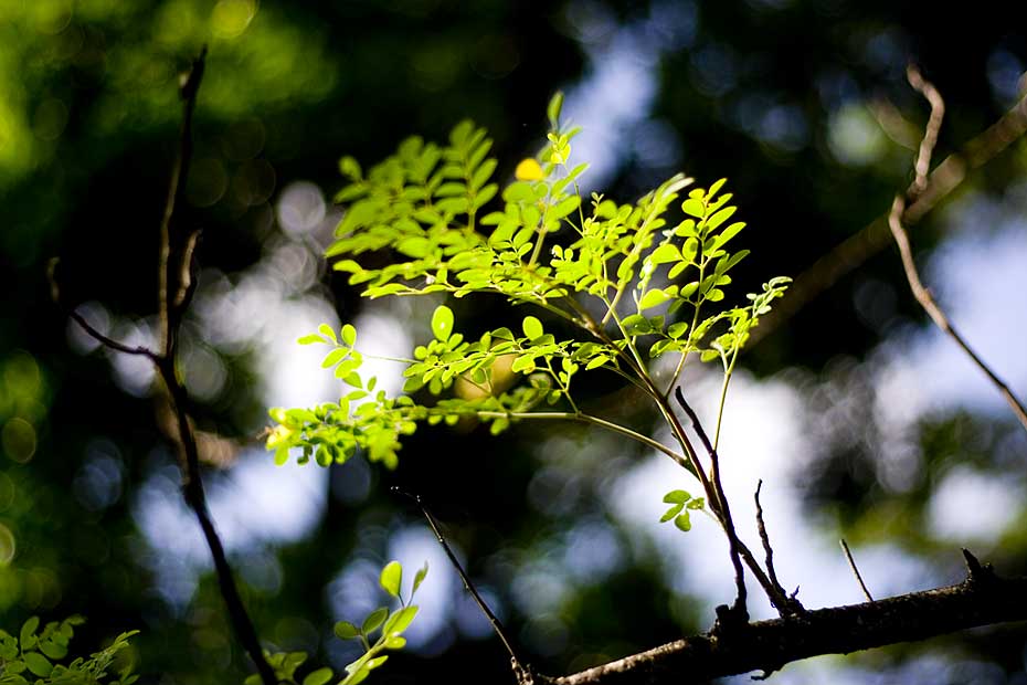 ส่วนนี้ยอดอ่อน "มะรุม" ครับ  :grin: :grin: :grin:
