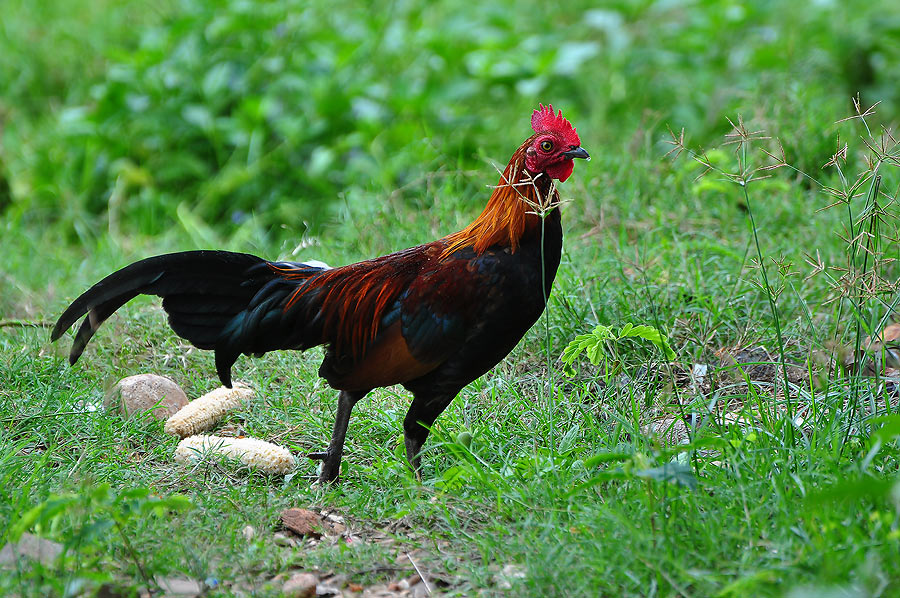 โอวววววววววววววววววว ไก่ป่า ผัดเผ็ดซ๊ะดีมั้ง อิอิอิๆๆๆๆๆๆๆๆๆๆๆๆๆๆๆๆๆๆๆ :laughing: :laughing: :laughi