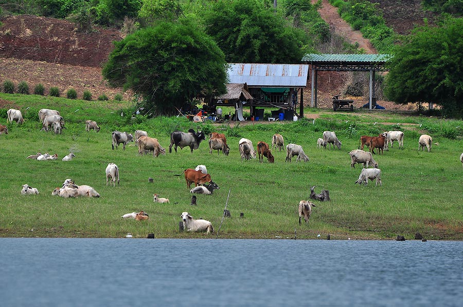 วิ่งเรือไป บรรยากาศ มันช่างดีเหลือเกิน รอบๆริมฝั่ง มีฝูงวัว ดูแล้ว เพลินตาดี ไม่เหมือนในเมือง มีแต่ร