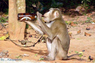  ลิงในสวนสัตว์คลั่ง! จับช้างกิน ... 