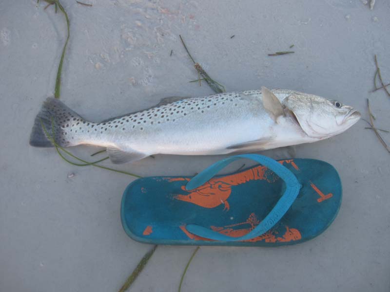 Trout ครับ เทียบกับรองเท้าไซ 10 ครับ ประม
