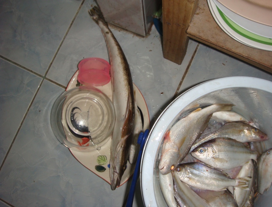 และนี้คือส่วน ด้านข้างครับ..........

ไม่แน่ใจว่า จะกินได้หรือเปล่า..........

แล้วเอาไปทำอะไร ถ