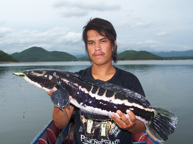 เชิญน้าๆ ที่ได้ชะโดจาก Rattlin' Rapala ส่งรูปชิงรางวัลกันสนุกๆ ครับ 