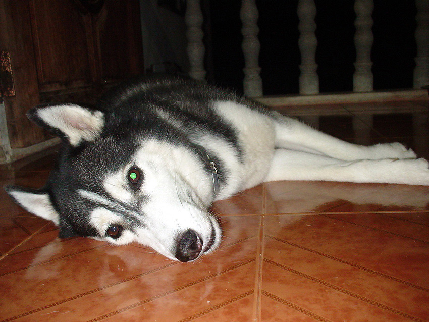 

 [b]ตัวเนี้ยน่ารักมากเลยครับ  นิ่งๆ  เงียบๆ[/b] :grin: :grin: