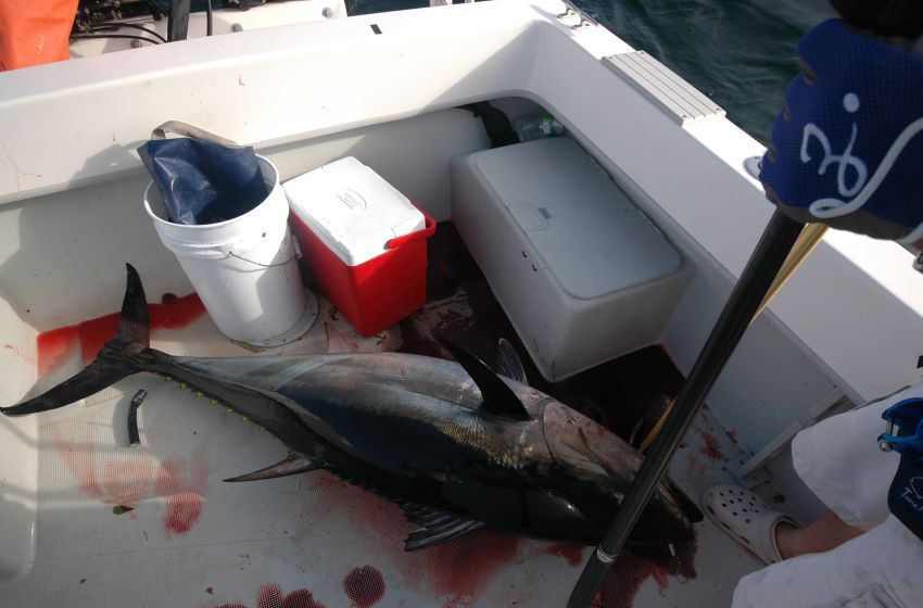   Bluefin Tuna :umh: :umh: :umh: :umh: :umh: :umh: