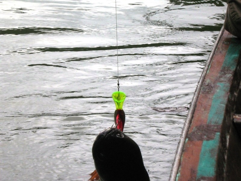 กลับมาที่เรือ พายตามน้ำลงมาได้ซักพัก ผมก็โดนจนได้... :cheer: :cheer: