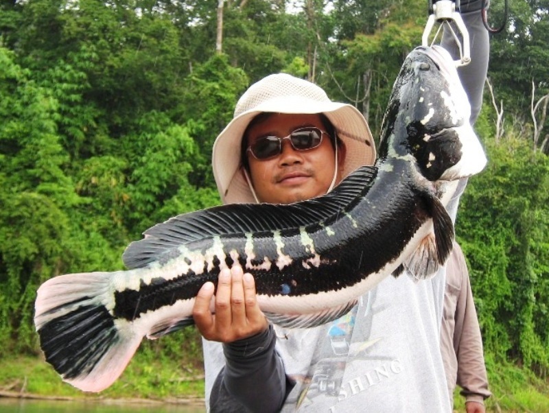 งานนี้ปลายืมครับ :laughing: :laughing: :laughing: :laughing: